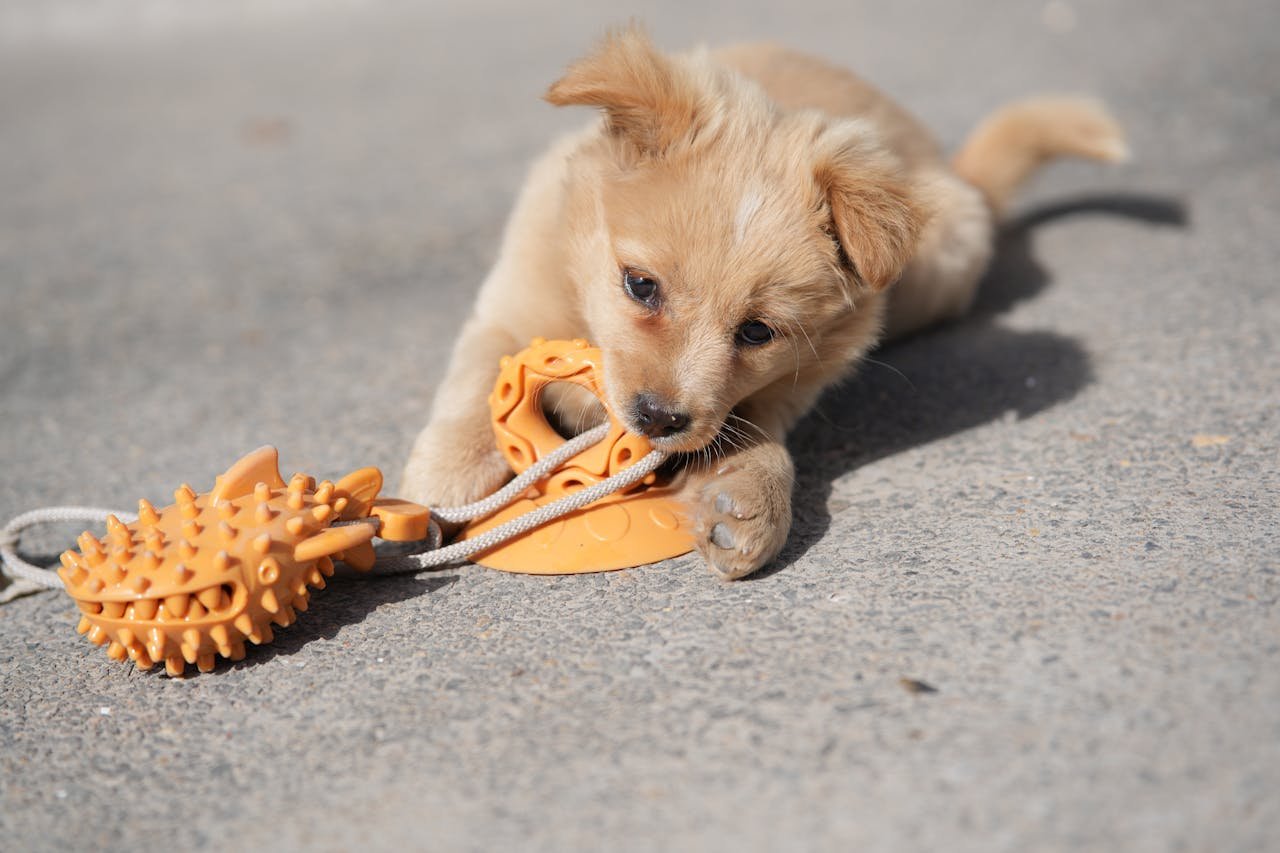 Adorable puppy biting an orange chew toy on a sunny day on concrete.